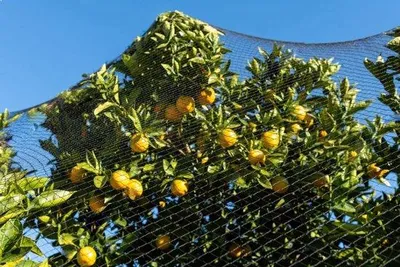 Immagine prodotto di Clip per piante Famanu, ideali per pomodori, rose, cetrioli e altre piante rampicanti - Supporto per piante da esterno