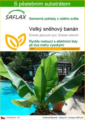 Obrázek produktu pro SAFLAX - Velký sněhový banán - Ensete glaucum syn. Ensete wilsonii - 10 Semena - S pěstebním substrátem bez klíčků