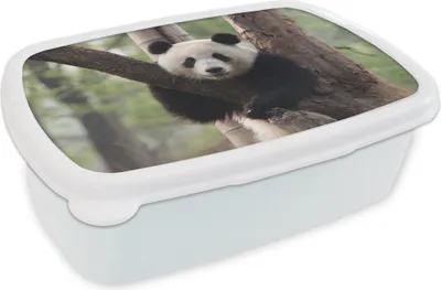 Produktbild von KitchenYeah® Lunchbox Brotzeit Brotdose 17x11 cm Panda - Baum - Wald Kinder Brotzeitdose - Lunch Box - Kinder - Sandwich-Box - Schulbox - Lunch Boxen