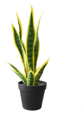 Produktbild von Kš¹nstliche Sansevieria Bogenhanf 40cm Gelb