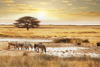 Produktbild von Wallario selbstklebendes Poster - Safari in Afrika  eine Herde Zebras am Wasser, Größe: 61 x 91,50 cm