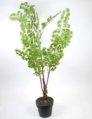 Produktbild von Kunstpflanze Gingko künstliche Zimmertopfpflanze grün Hoch 110cm