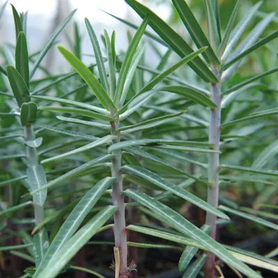 Image de 6 plants de Euphorbia lathyris (laitonelle), en pot de 9x9 cm