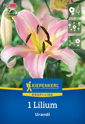 Produktbild von Kiepenkerl Herbstblumenzwiebel Baumlilie Urandi 1 Stück