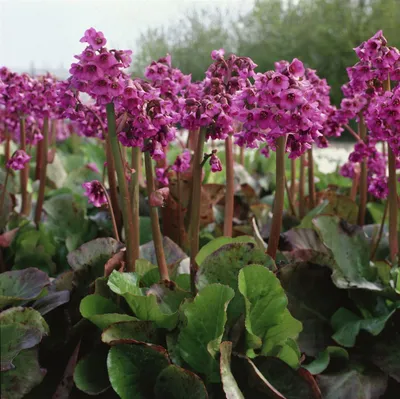 Produktbild von Bergenia cordifolia 'Pinneberg', Riesensteinbrech, rosa, ca. 9x9 cm Topf