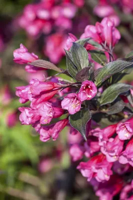 Produktbild von Weigela florida 'Victoria', Weigelie, rotblühend, 40–60 cm