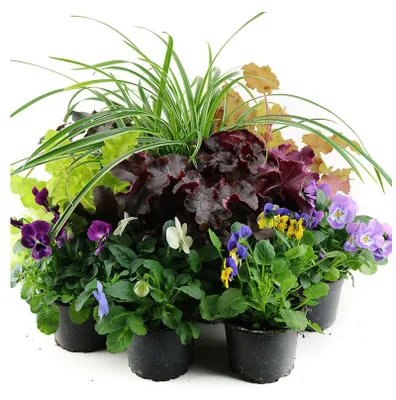 Produktbild von Enseleits Herbst Blumen Set Nr.18 Carex, Hornveilchen & Heuchera in 3 Farben
