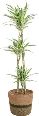 Image de Dracaena Deremensis White Stripe avec panier naturel - Hauteur 130-150cm