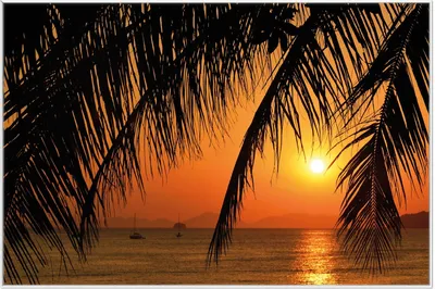 Produktbild von Wallario Wandbild Sonnenuntergang unter Palmenblättern, Größe: 61 x 91,50 cm, Poster mit weißem Aluminiumrahmen