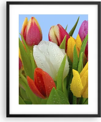 Produktbild von Gerahmtes Poster - Schwarzer Rahmen - Tulpen Blumenstrauß Blumen Tau - 40x50 cm - Wand Bild - Wanddeko - Wandbilder - Wandposter - Bilderrahmen - Bilder - Kunstdruck - Wandbild - P2BPA40x50-2526