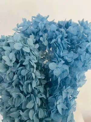 Produktbild von Konservierte Rispenhortensie 1 Bund Trockenblumen für Vasen Echte Hortensien