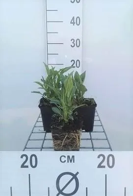 Produktbild von 6 x Echinacea purp. 'Tomato Soup'® - Sonnenhut - Topf 9 x 9 cm