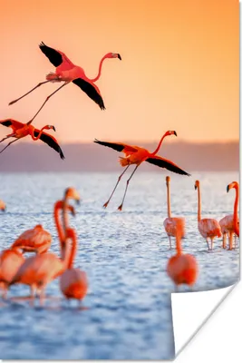 Produktbild von MuchoWow® Poster Vogel - Flamingo - Wasser - Sonnenuntergang - Rosa 80x120 cm - Papierdruck
