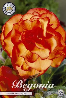 Artikelbild 2 von 'Begonie Yellow/Red (3 Stück)' aus der Kategorie Begonienknollen