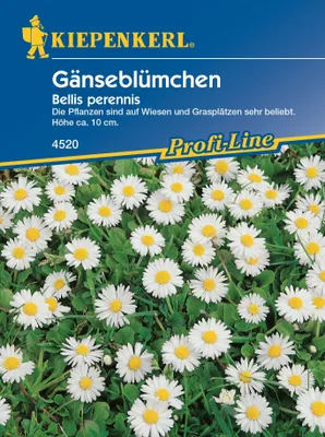 Produktbild von [STREICHUNG 2024] Gänseblümchen | Gänseblümchensamen von Kiepenkerl