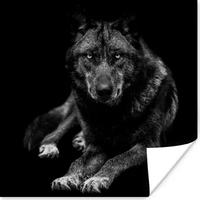 Produktbild von MuchoWow® Poster Tiere - Wolf - Schwarz - Weiß - Porträt 50x50 cm - Wohnzimmerdekoration