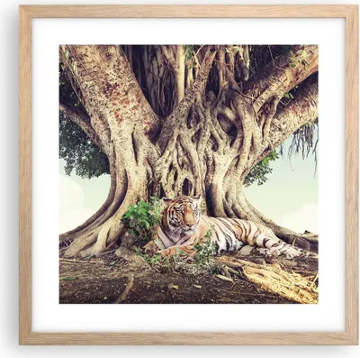 Produktbild von Gerahmtes Poster - Rahmen in heller Eiche - Tiger Wild Baum - 40x40 cm - Wand Bild - Wanddeko - Wandbilder - Kunstposter - Wandposter - Bilderrahmen - Bilder - Kunstdruck - P2NAC40x40-5124