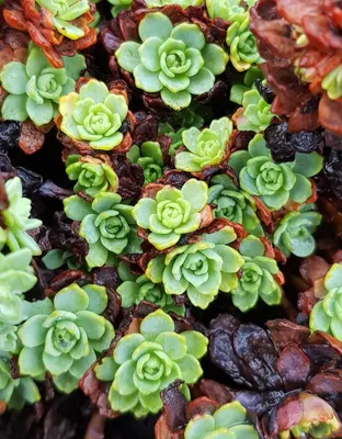 Image de Sedum pachyclados / Orpin artichaut