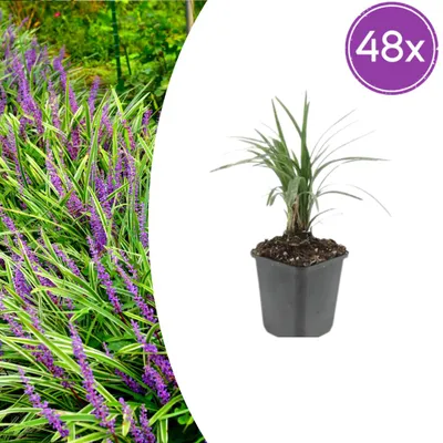Produktbild von Liriope muscari 'Moneymaker' - Bodendecker - Immergrün - Winterhart - Violette Blüten - Pflegeleicht - 48 Pflanzen - Höhe 10-25 cm - Ø 9 cm