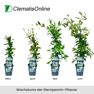 Produktbild von Sternjasmin Weiß - Kletterpflanzen winterhart - Immergrüner Duftjasmin - Jasmin Pflanze - 1,5 Liter Topf - Wachstum bis zu 400 cm Höhe