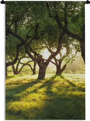 Produktbild von MuchoWow® Wandteppich Wandbehang Bäume - Natur - Sonne 60x90 cm Tapisserie Dekoration Wandtuch - Foto-Teppich - Abwaschbar