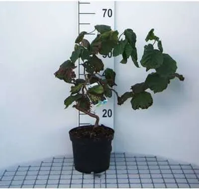 Produktbild von Corylus av. 'Contorta' - Korkenzieher Haselnuss 60- 80 cm Container
