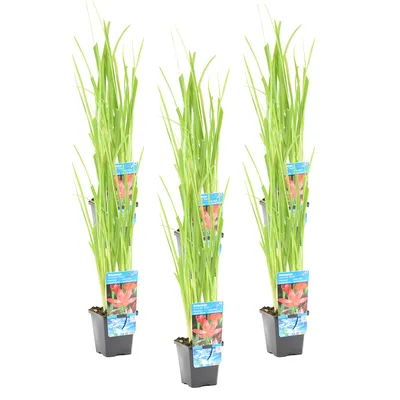 Produktbild von 6er Set - Schizostylis Mrs Hegarty - Spaltgriffel - Rosa - Teichpflanzen Winterhart - Wasserpflanzen - Zone 1-2 - Höhe 30-40 cm - Topf 9 cm