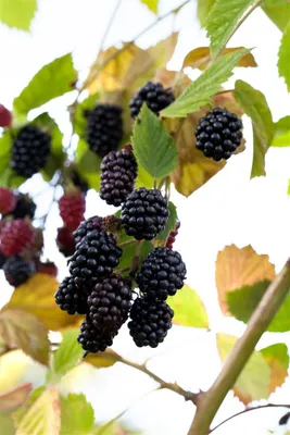 Produktbild von Rubus fruticosus 'Navaho' -R-, Brombeere, dornenlos, 30–40 cm