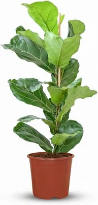 Productafbeelding van Planten - Vioolblad plant - Interieur verfraaien - Luchtzuiverend - 75-85 cm - Groen