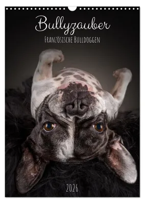 Produktbild von Bullyzauber - Französische Bulldoggen (Wandkalender 2026 DIN A3 hoch), CALVENDO Monatskalender