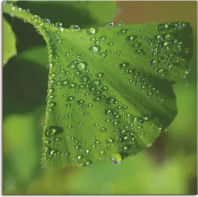 Produktbild von ARTland Leinwandbild Ginkgo Größe: 50x50 cm