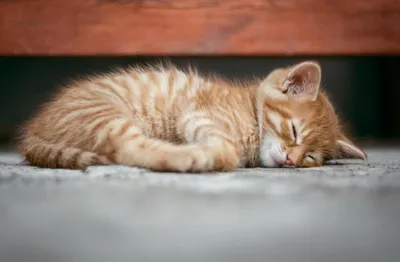 Produktbild von hansepuzzle 29375 - Katze Puzzle, 500 Teile, Tierwelt, 46,0 x 30,0cm mit hochwertiger Aufbewahrung, Kartonbox und wiederverschließbarem Beutel