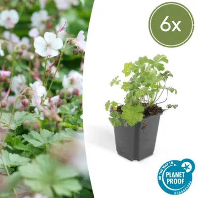 Obrázek produktu pro Pudopokryvné rostliny - Geranium cantabrigiense 'Biokovo' - 9cm kvetinác - sada 6 rostlin