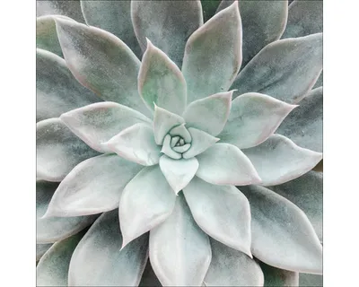 Produktbild von Leinwandbild Echeveria I 40x40 cm