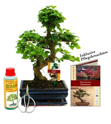 Produktbild von Bonsai-Set „Ligustrum“ – Chinesischer Liguster – ca. 8 Jahre alt – Einsteigerset