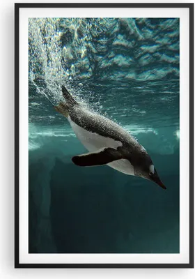 Produktbild von Gerahmtes Poster - Schwarzer Rahmen - Tauchen Pinguin Gletscher - 61x91,5 cm - Wand Bild - Wanddeko - Wandbilder - Wandposter - Bilderrahmen - Bilder - Kunstdruck - Wandbild - P2BPA61x91-4189