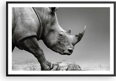 Produktbild von Gerahmtes Poster - Schwarzer Rahmen - Nashorn Monochrom Tier - 91,5x61 cm - Wand Bild - Wanddeko - Wandbilder - Kunstposter - Wandposter - Bilderrahmen - Bilder - Kunstdruck - P2BAA91x61-4954