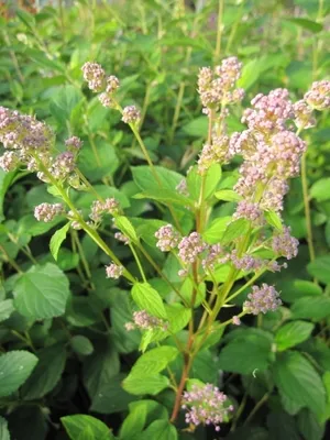 Produktbild von Säckelblume Perle Rose - Ceanothus pallidus Perle Rose - immergrüner Zierstrauch