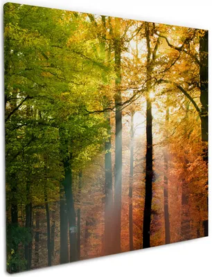 Produktbild von Wallario Premium Leinwandbild Sonnenuntergang im Herbstwald in Größe 50 x 50 cm
