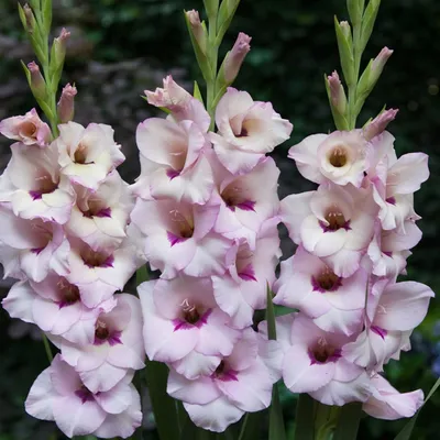 Obrázok produktu pre Gladiolus Veľkokvetý Gladiolus Venezia 5 ks cibule gladiolus