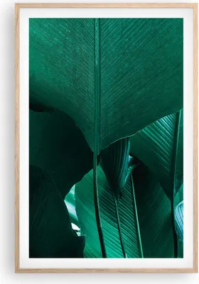 Produktbild von Gerahmtes Poster - Rahmen in heller Eiche - Blätter Palmen Banane - 61x91,5 cm - Wand Bild - Wanddeko - Wandbilder - Kunstposter - Wandposter - Bilderrahmen - Bilder - Kunstdruck - P2NPA61x91-4694