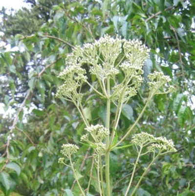 Produktbild von 6 x Wasserdost Album - Eupatorium maculatum 'Album' | Topf 9cm x 9cm
