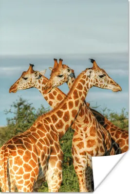 Produktbild von MuchoWow® Poster Giraffen - Luft - Tiere 20x30 cm - Papierdruck