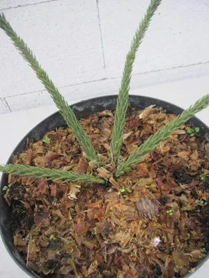Produktbild von Japanische Sicheltanne Dacrydioides - Cryptomeria japonica Dacrydioides - 40-60cm