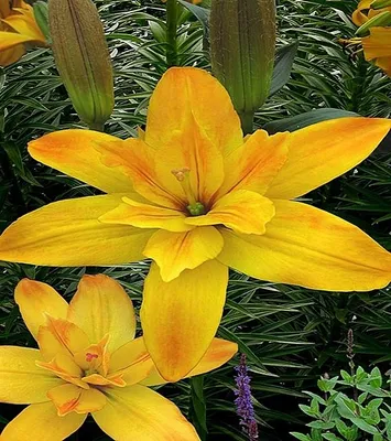 Image de Lys asiatique double Gold Twin 1 pièce Lys bulbes de lys bulbes à fleurs