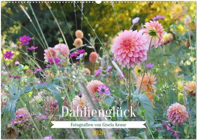 Produktbild von Dahlienglück (Wandkalender 2026 DIN A2 quer), CALVENDO Monatskalender