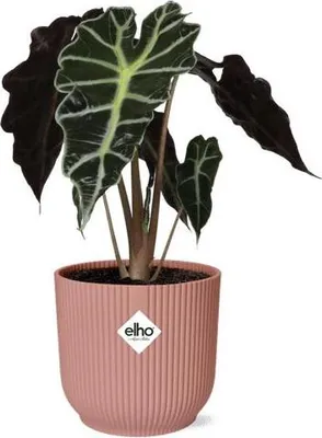 Produktbild von Elefantenohr Alocasia Polly – Zimmerpflanze inkl. Ziertopf Vibes Fold Rosa Ø14cm – Tropische Grünpflanze mit auffälligen Blättern – Luftreinigend & dekorativ – Für Wohnzimmer & Büro
