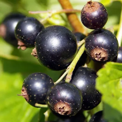 Produktbild von Blackcurrant Titania 2L