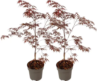 Produktbild von Japanischer Ahorn - 2 Stk - Acer palmatum 'Black Lace' - Höhe 60-70cm - ⌀19cm