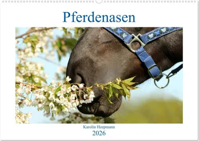 Produktbild von Pferdenasen (Wandkalender 2026 DIN A2 quer), CALVENDO Monatskalender